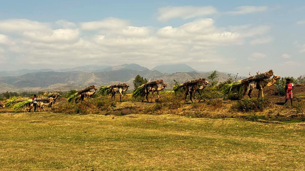 Mit Ernte beladene Dromedare in der Landschaft Äthiopiens. Header-Bild für Schulmahlzeiten gegen den Hunger