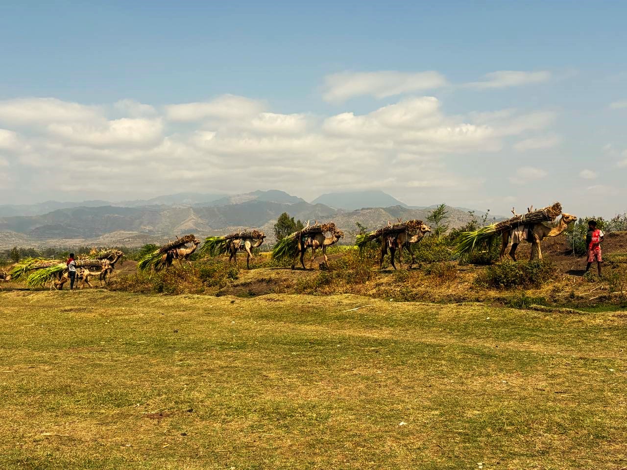 Mit Ernte beladene Dromedare in der Landschaft Äthiopiens. Header-Bild für Schulmahlzeiten gegen den Hunger